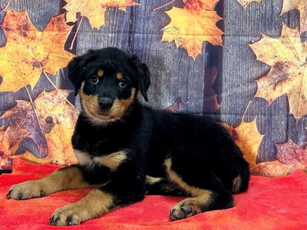 Rottweiler-Dog-Female-Black and Mahogany-25640-Petland Las Vegas, Nevada