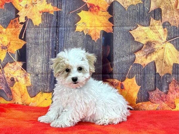 Maltese/Poodle Dog Male White and Apricot 25637 Petland Las Vegas, Nevada