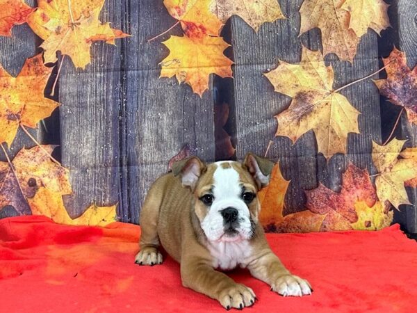 English Bulldog-Dog-Male--25629-Petland Las Vegas, Nevada