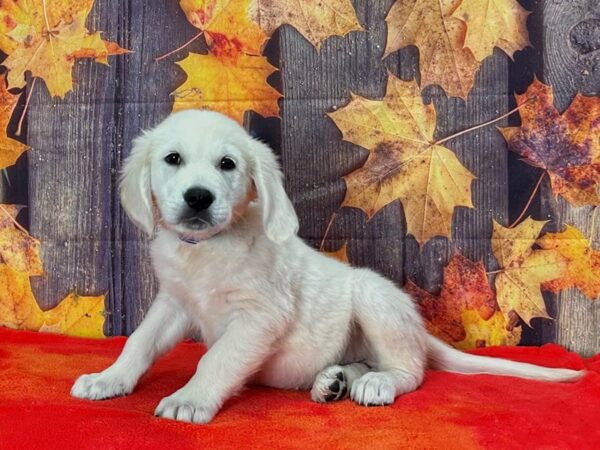 Golden Retriever Dog Male Golden 25672 Petland Las Vegas, Nevada