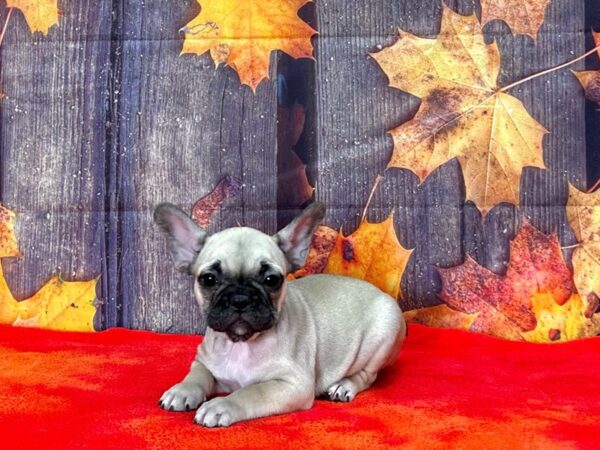 French Bulldog Dog Female FAWN BLACK MASK 25669 Petland Las Vegas, Nevada