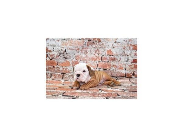 English Bulldog Dog Male Red and White 25719 Petland Las Vegas, Nevada