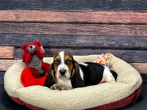 Basset Hound Dog Male Black White and Tan 25682 Petland Las Vegas, Nevada