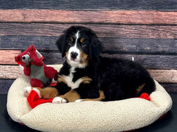 Bernese Mountain Dog Dog Male Black Rust and White 25683 Petland Las Vegas, Nevada