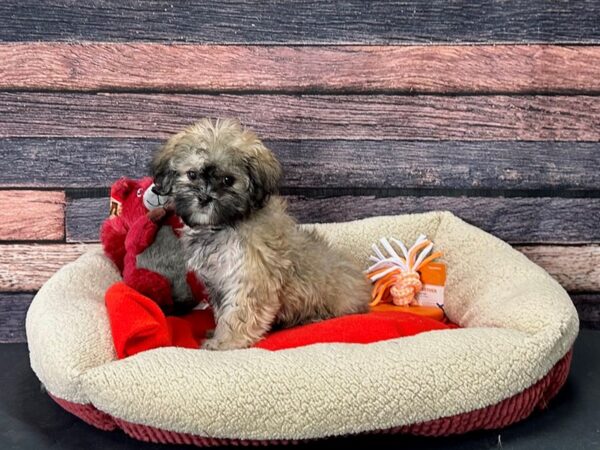 Bichon Frise/Shih Tzu Dog Female Gold 25673 Petland Las Vegas, Nevada