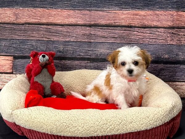 Bichon Frise/Shih Tzu Dog Female White / Gold 25695 Petland Las Vegas, Nevada