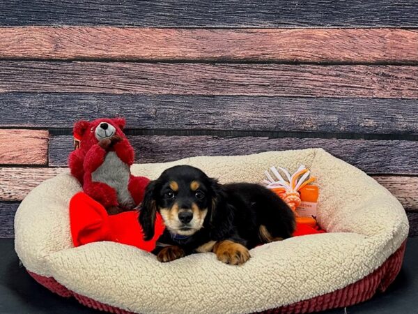 Dachshund Dog Male Black and Tan 25677 Petland Las Vegas, Nevada