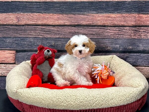 F1B Mini Goldendoodle Dog Male White / Red 25698 Petland Las Vegas, Nevada