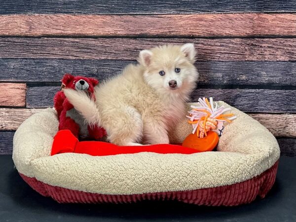 F2 Pomsky Dog Female Red / White 25699 Petland Las Vegas, Nevada