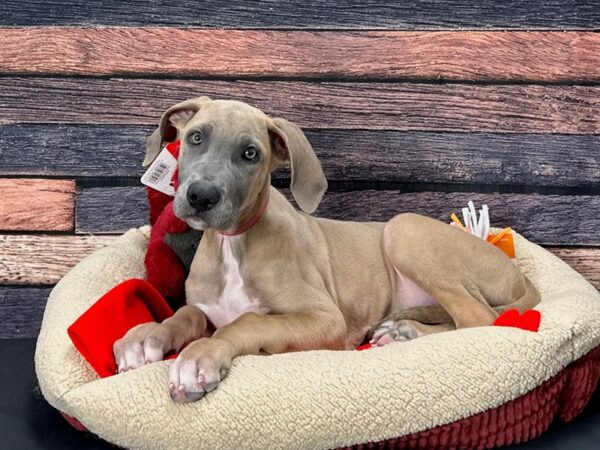 Great Dane-Dog-Female-Fawn-25678-Petland Las Vegas, Nevada