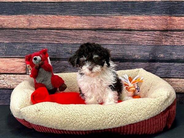 Havanese Dog Male Chocolate / White 25687 Petland Las Vegas, Nevada