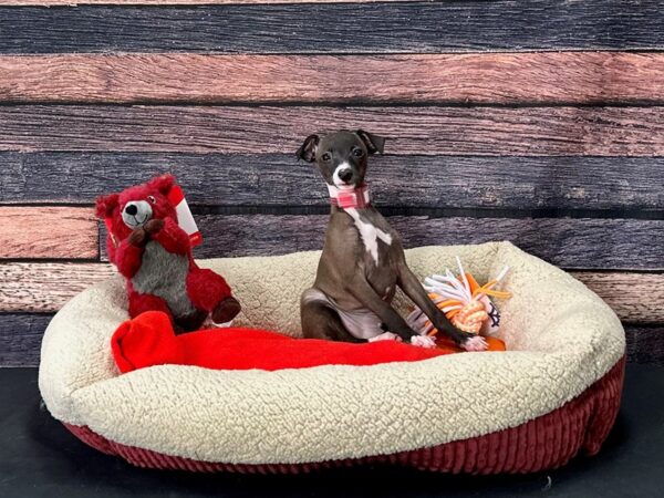 Italian Greyhound Dog Female Seal 25688 Petland Las Vegas, Nevada