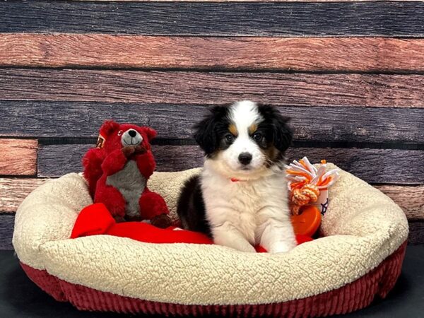 Miniature Australian Shepherd Dog Female Black White and Brown 25674 Petland Las Vegas, Nevada