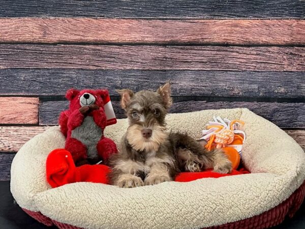 Miniature Schnauzer Dog Female Liver 25679 Petland Las Vegas, Nevada