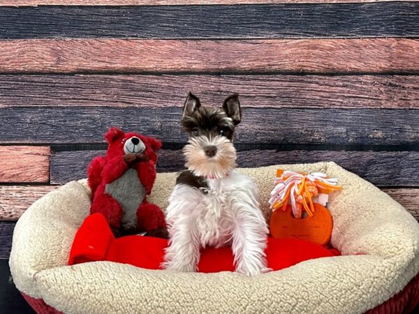 Miniature Schnauzer Dog Female Liver 25689 Petland Las Vegas, Nevada