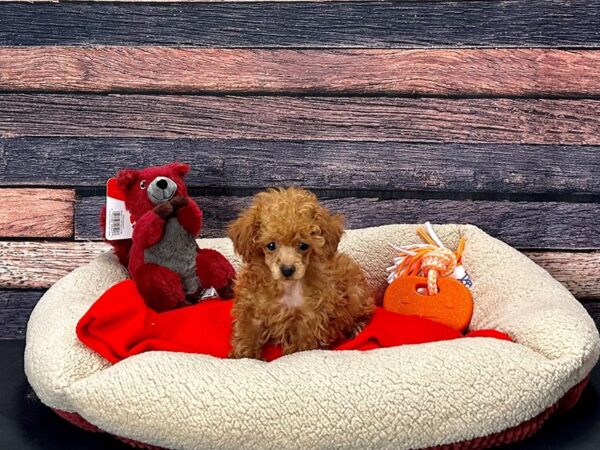 Poodle Dog Female Red 25681 Petland Las Vegas, Nevada