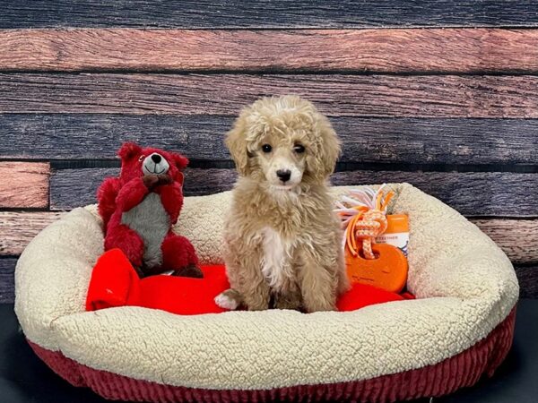 Poodle Dog Female Apricot 25690 Petland Las Vegas, Nevada