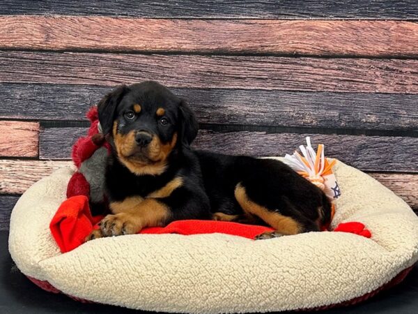 Rottweiler-Dog-Female-Black and Mahogany-25676-Petland Las Vegas, Nevada