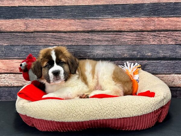 Saint Bernard Dog Male Mahogany / White 25691 Petland Las Vegas, Nevada