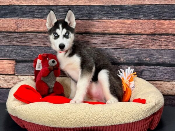 Siberian Husky Dog Female Black / White 25692 Petland Las Vegas, Nevada