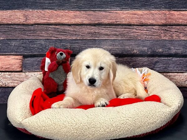 Golden Retriever Dog Male Golden 25700 Petland Las Vegas, Nevada