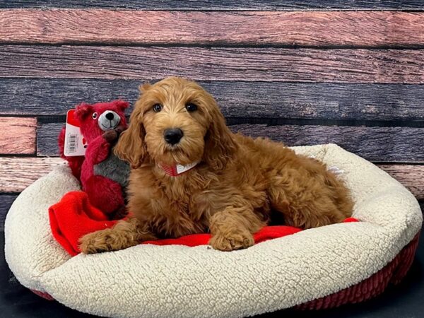 F1B Goldendoodle Dog Female Golden 25704 Petland Las Vegas, Nevada