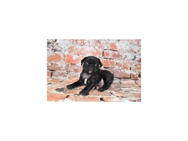 Pug Dog Male Black 25716 Petland Las Vegas, Nevada