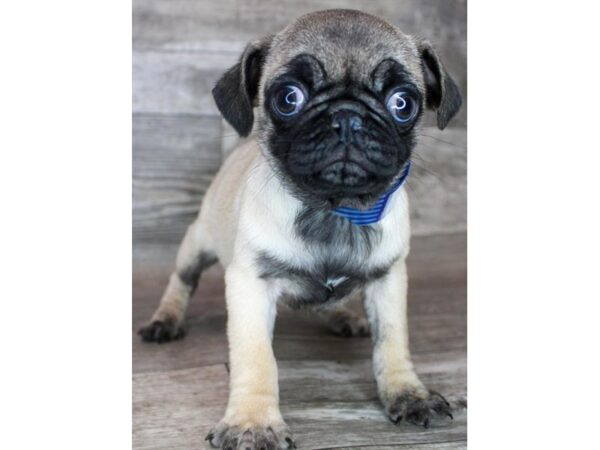 Pug Dog Female Fawn 25728 Petland Las Vegas, Nevada