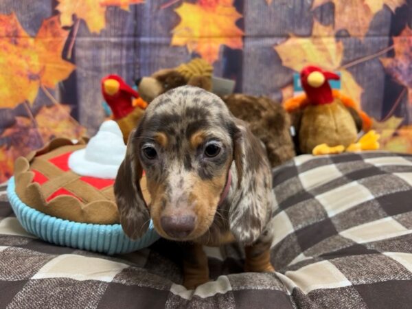 Dachshund Dog Female Chocolate / Tan 25723 Petland Las Vegas, Nevada