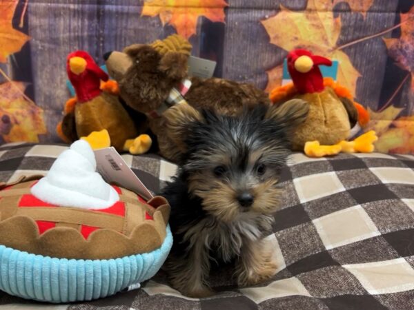 Yorkshire Terrier Dog Female Black / Tan 25733 Petland Las Vegas, Nevada