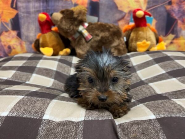 Yorkshire Terrier Dog Male Black / Tan 25734 Petland Las Vegas, Nevada