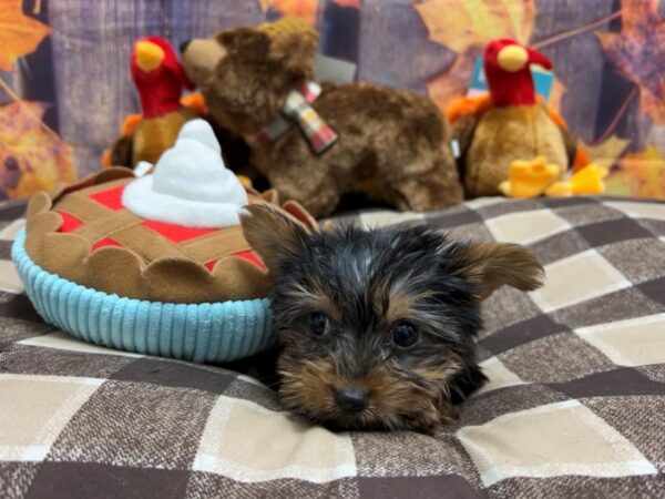 Yorkshire Terrier Dog Male Black / Tan 25735 Petland Las Vegas, Nevada