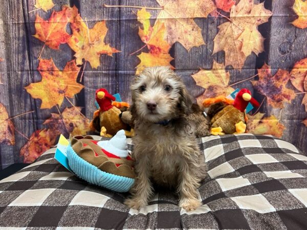 F1B Mini Labradoodle Dog Male Chocolate Merle / Tan 25737 Petland Las Vegas, Nevada