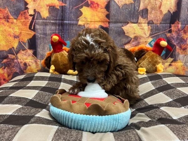 F1B Mini Goldendoodle Dog Female Red 25738 Petland Las Vegas, Nevada