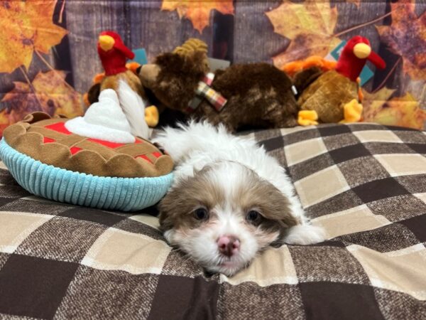 Poodle/Shih Tzu-Dog-Female-Chocolate Merle / Tan-25736-Petland Las Vegas, Nevada