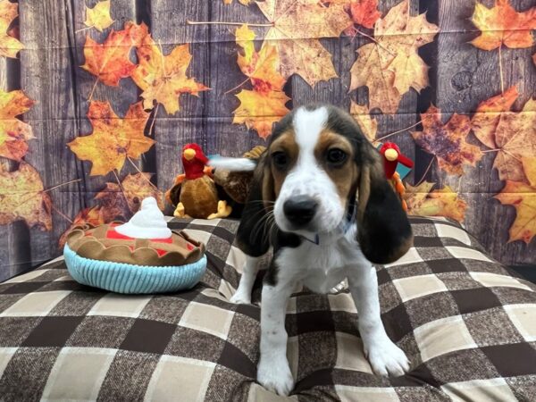 Beagle Dog Male Black White and Tan 25718 Petland Las Vegas, Nevada