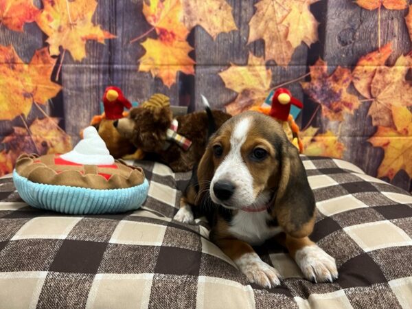 Beagle-Dog-Female-Black Tan and Red Ticked-25717-Petland Las Vegas, Nevada