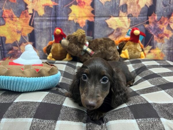 Dachshund Dog Male Chocolate and Tan 25712 Petland Las Vegas, Nevada