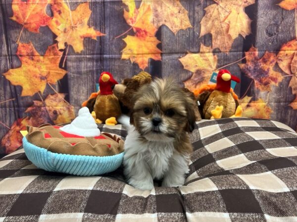 Shih Tzu Dog Female Gold and White 25714 Petland Las Vegas, Nevada