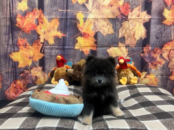 Pomeranian Dog Female Blue and Tan 25715 Petland Las Vegas, Nevada