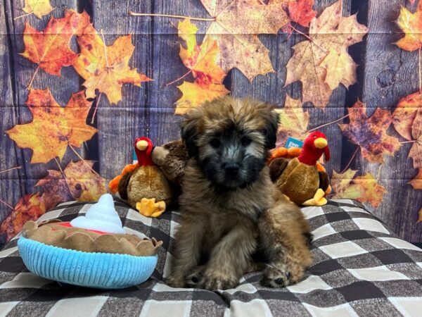 Soft Coated Wheaten Terrier Dog Male Wheaten 25708 Petland Las Vegas, Nevada