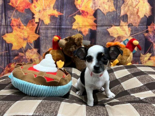 Chihuahua Dog Female Black and White 25720 Petland Las Vegas, Nevada