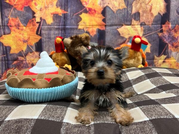 Yorkshire Terrier Dog Female Black and Tan 25709 Petland Las Vegas, Nevada