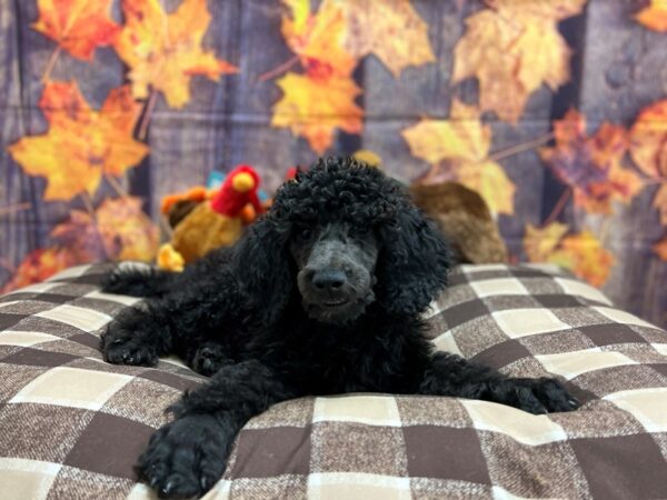 Standard Poodle Dog Female Black 25707 Petland Las Vegas, Nevada