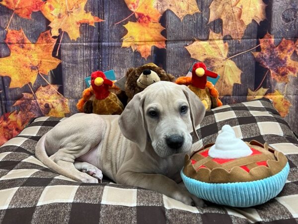 Great Dane-Dog-Male-Fawn-25710-Petland Las Vegas, Nevada