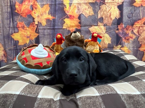 Labrador Retriever Dog Male Black 25727 Petland Las Vegas, Nevada