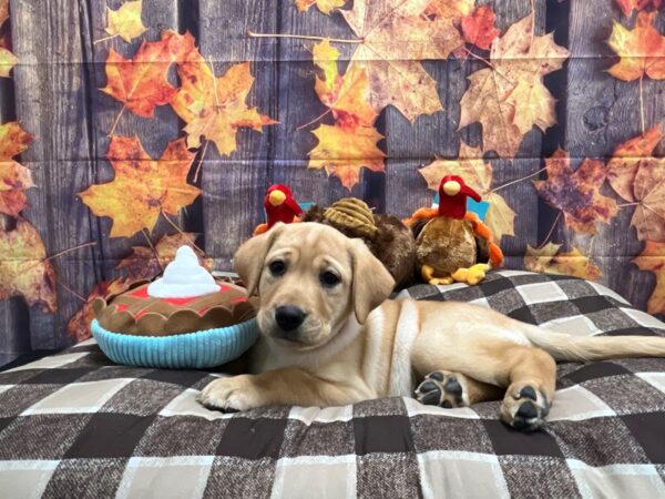 Labrador Retriever Dog Female Yellow 25726 Petland Las Vegas, Nevada