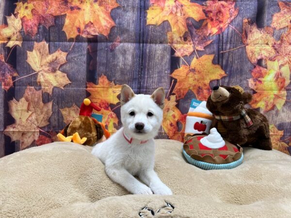 Shiba Inu Dog Female Cream 25749 Petland Las Vegas, Nevada