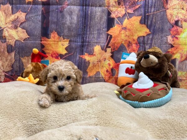 Bichon Frise/Poodle Dog Male Apricot 25764 Petland Las Vegas, Nevada