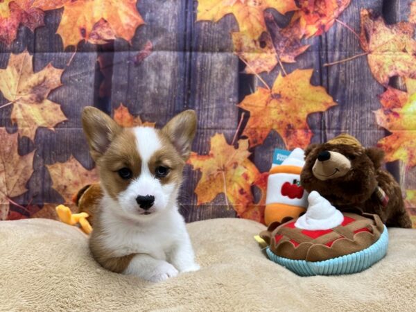 Pembroke Welsh Corgi Dog Female Red 25757 Petland Las Vegas, Nevada